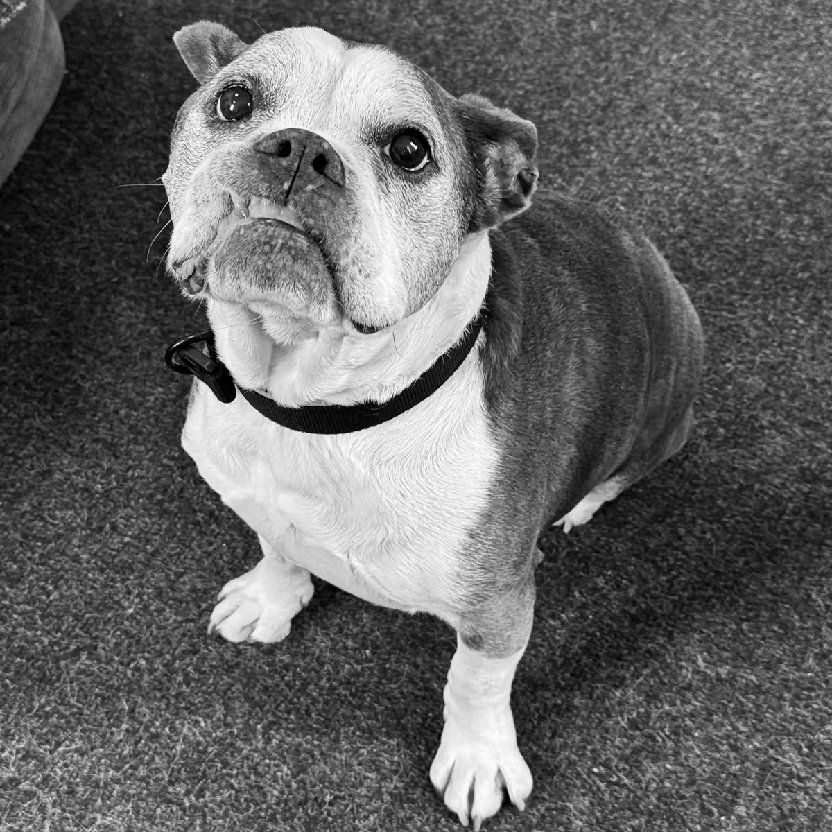 Lola Studio Dog photo 01 Lola Studio Dog photo 01